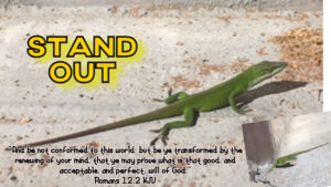 Read more about the article Stand Out