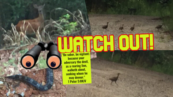 You are currently viewing Watch Out!