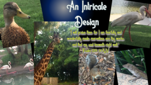 Read more about the article An Intricate Design