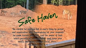 Read more about the article Safe Haven