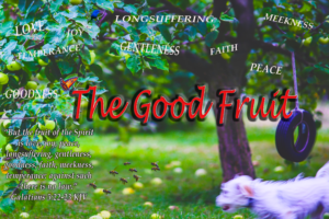 Read more about the article The Good Fruit