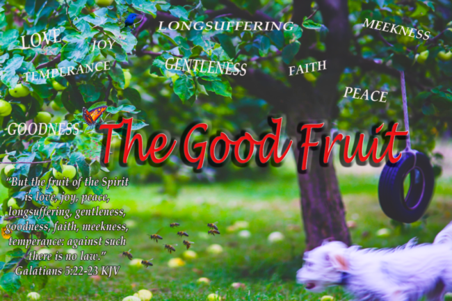 Read more about the article The Good Fruit