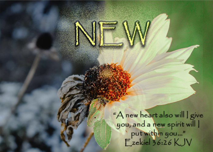 You are currently viewing NEW