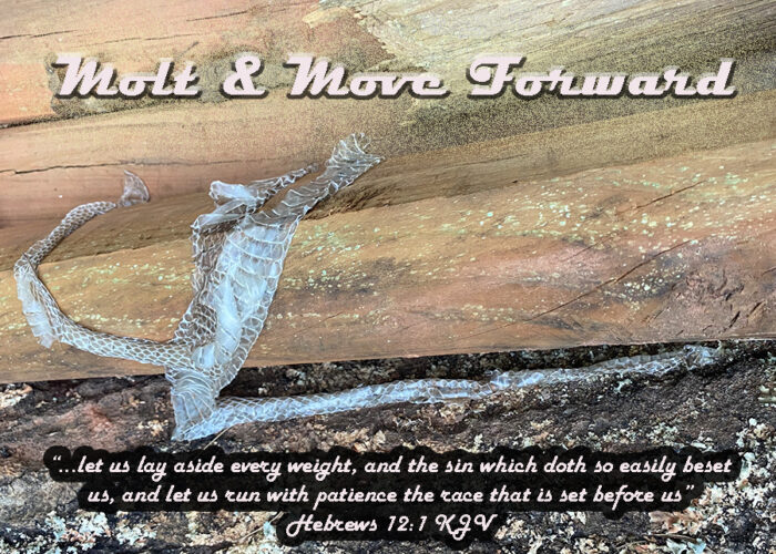 You are currently viewing Molt & Move Forward
