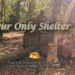 Our Only Shelter