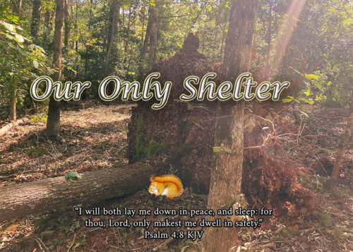 You are currently viewing Our Only Shelter