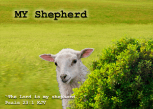 Read more about the article MY Shepherd