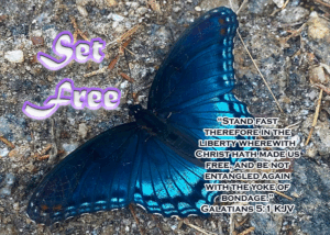 Read more about the article Set Free