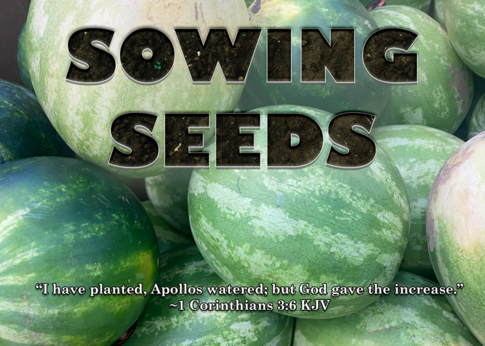 You are currently viewing Sowing Seeds